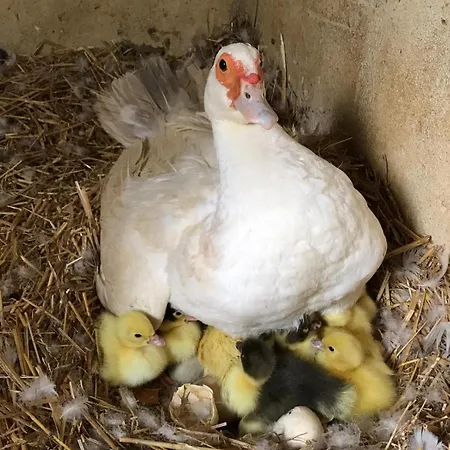 Fischerhaus - Ruhe Und An Der Dordogne *