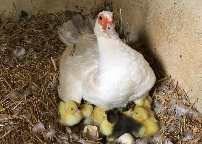 Fischerhaus - Ruhe Und An Der Dordogne *