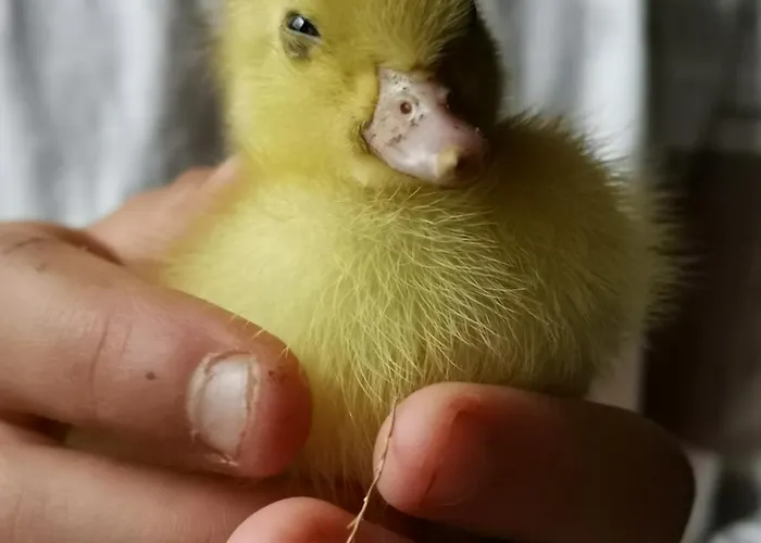 דירה Fischerhaus - Ruhe Und An Der Dordogne